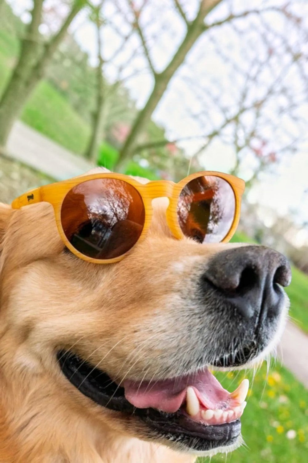 Cachorro Golden Retriever usando óculos de sol marrons Goodr Bodhi’s Ultimate Ride em um parque ao ar livre.