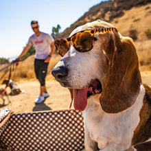 Óculos de sol Goodr Bosley’s Basset Hound Dreams marrons, armação tartaruga, lentes polarizadas, para corrida. Um cão basset hound usa os óculos.