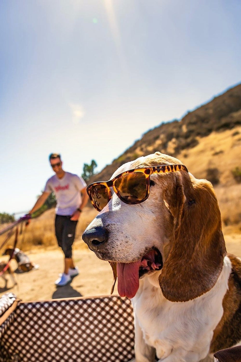 Cachorro Basset Hound usando óculos de sol SPORTBR Goodr marrom com armação estilo tartaruga em trilha ensolarada.